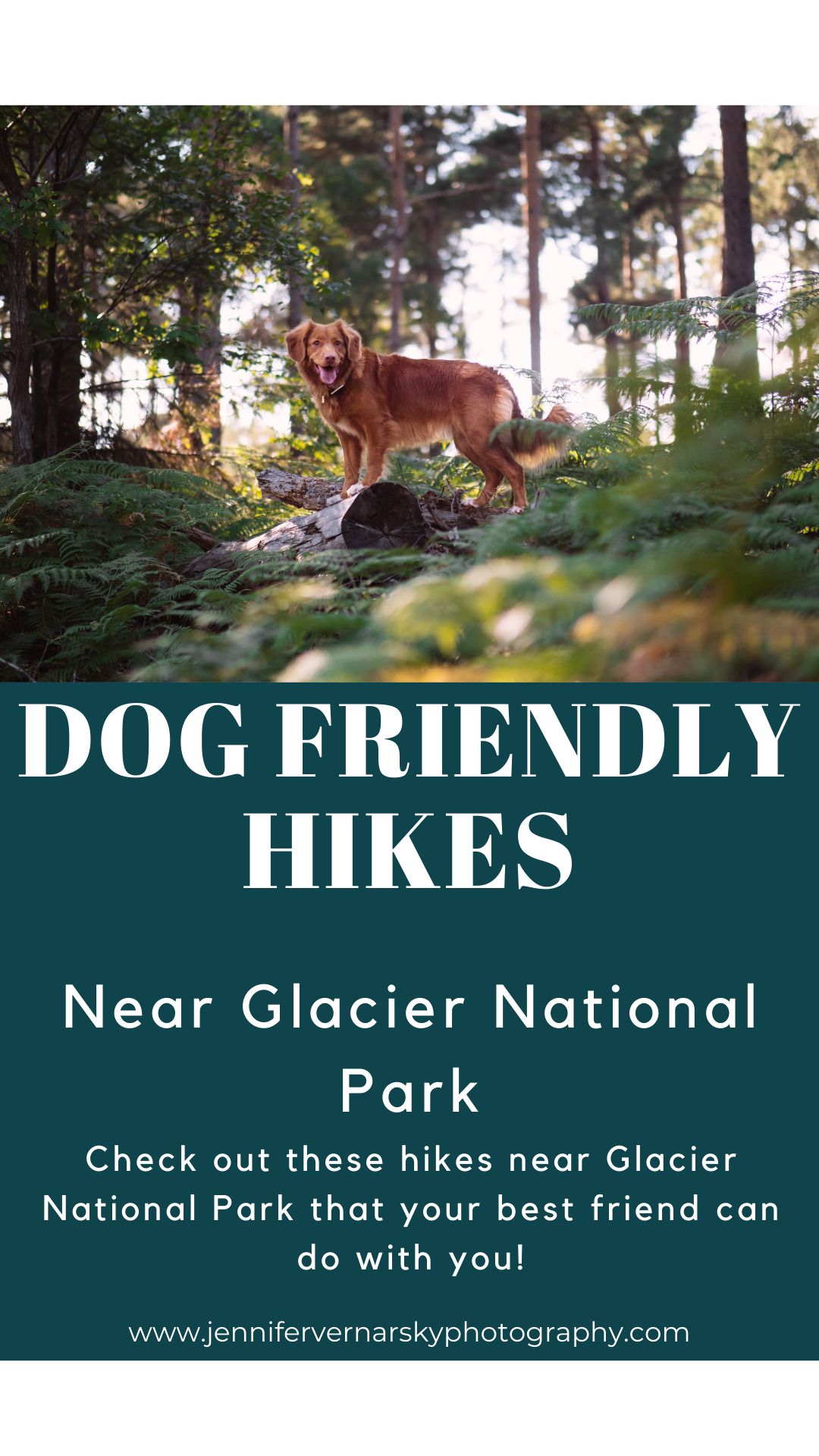 Dog friendly hikes near Glacier National Park