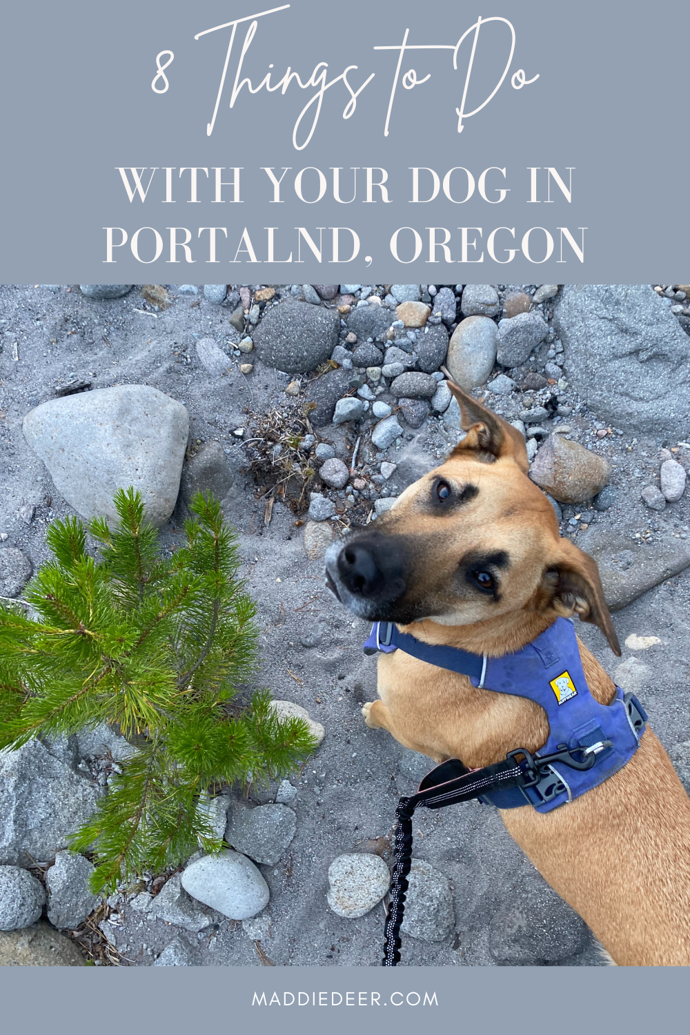 Portland Paws-itive: Unleashing Adventure with Your Pooch