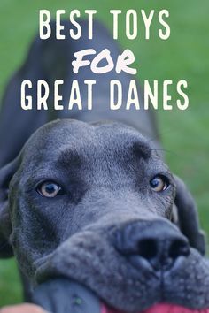 The Best Great Dane Toys Actually Worth Buying | Great Dane Care