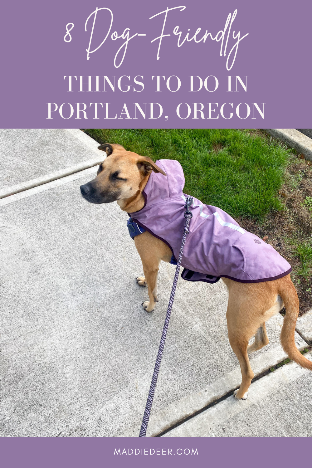 Pet-Lover’s Paradise: Unleashing Portland’s Fun