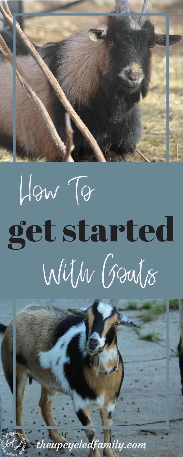 Your Beginners Guide to Raising Goats