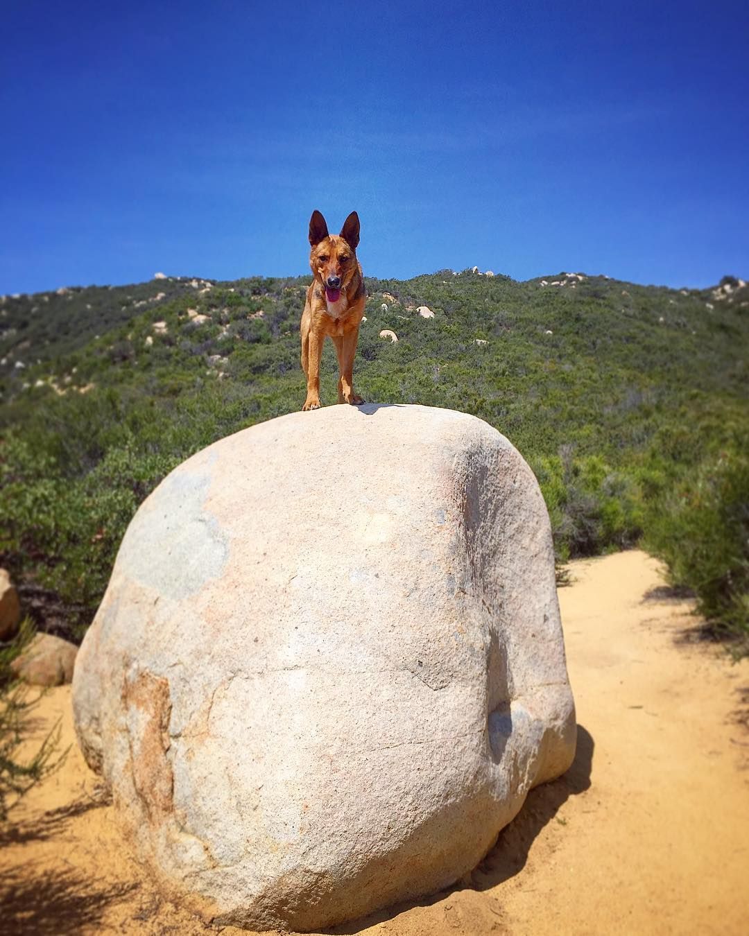 9 Best Dog-Friendly Hikes in Orange County