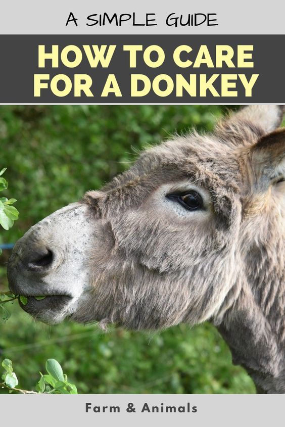 How To Care For A Donkey: A Simple Guide — Farm & Animals