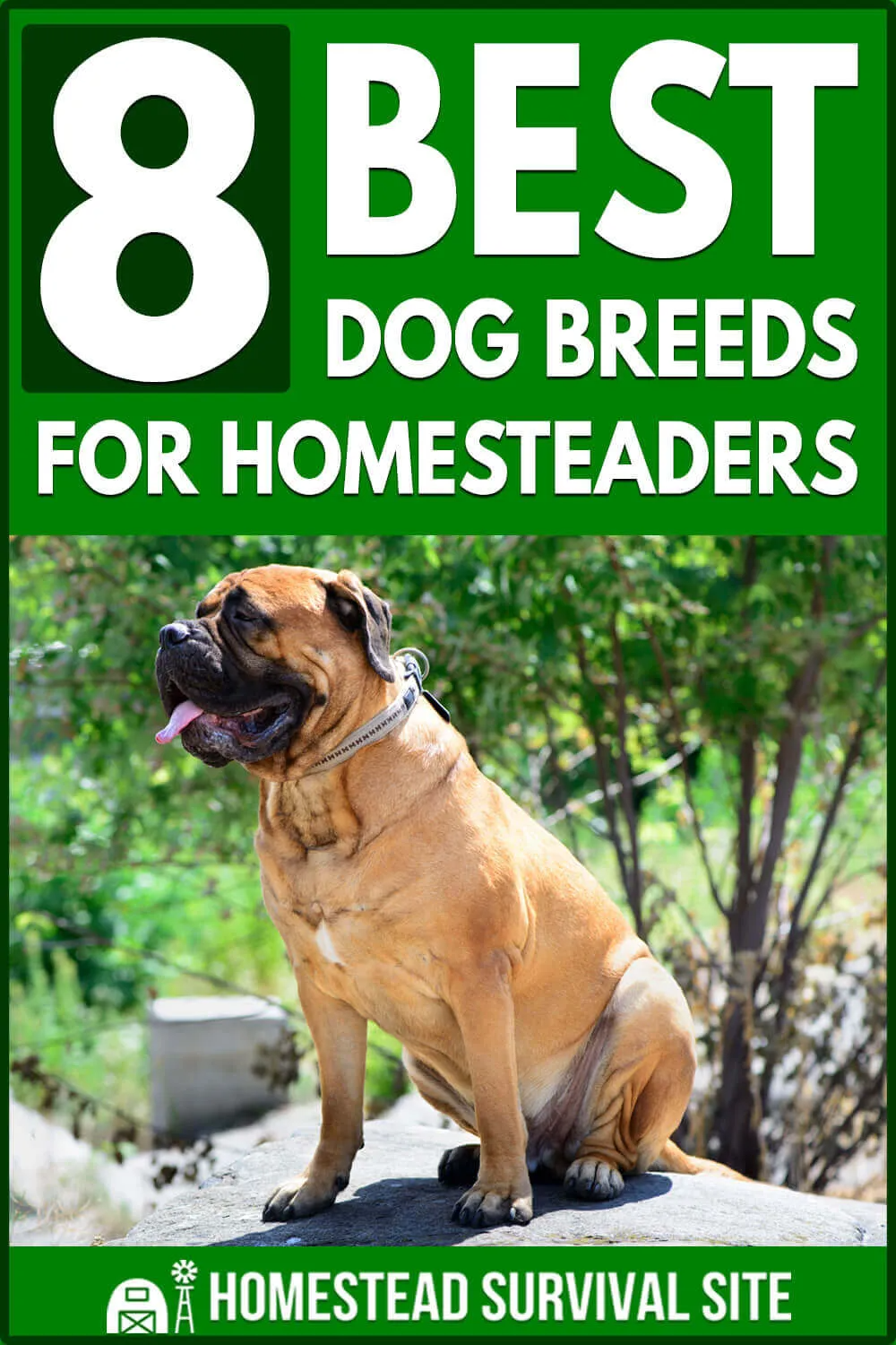 12 Best Dog Breeds for Homesteaders