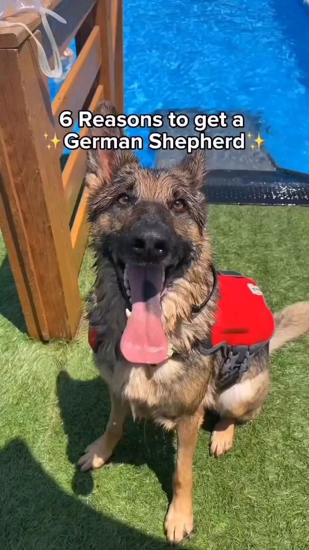 Some of the reasons why German Shepherds are the best dogs!❤️