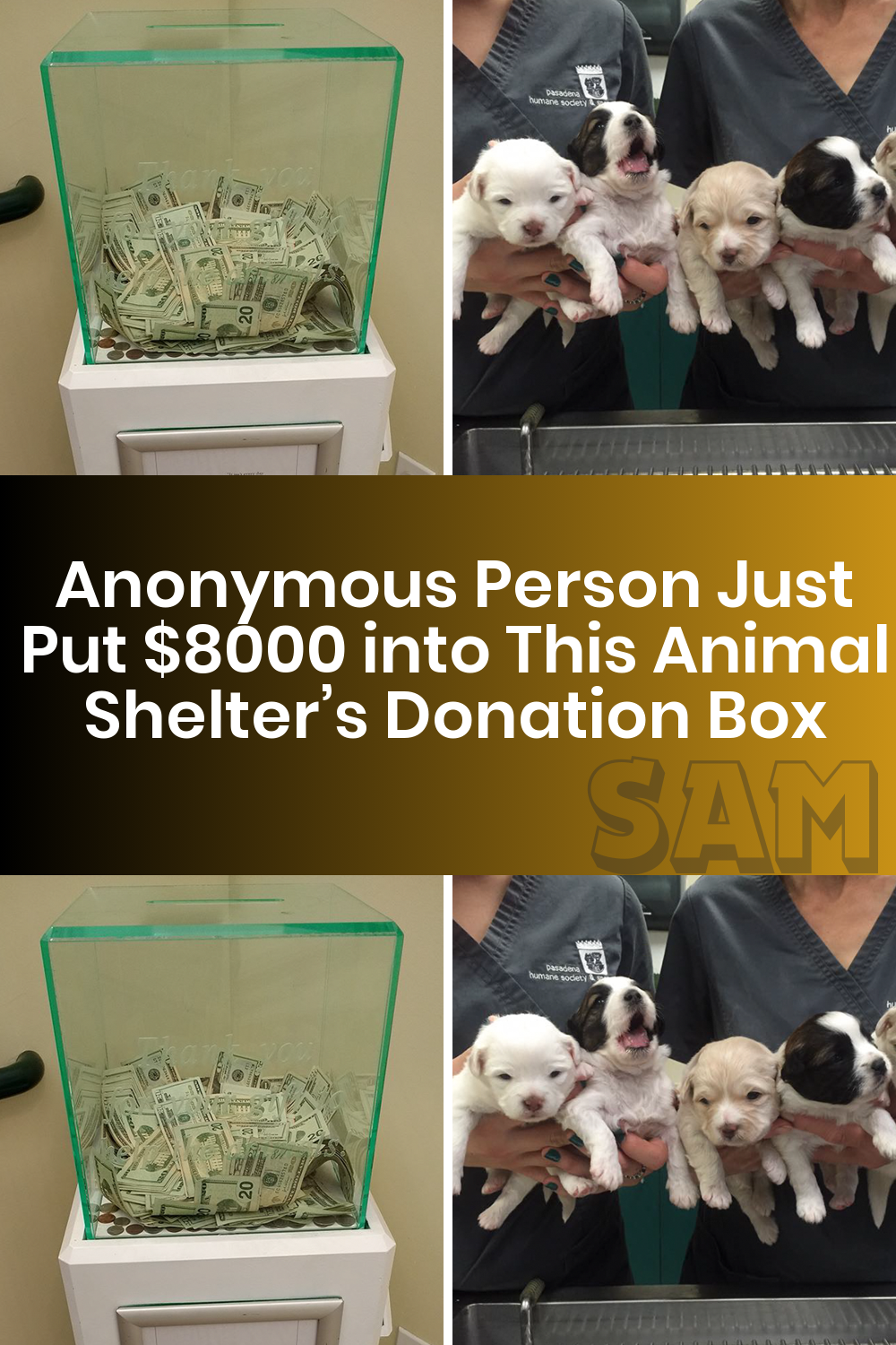 Anonymous Person Just Put $8,000 into This Animal Shelter’s Donation Box